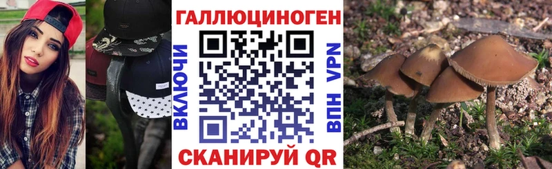 Галлюциногенные грибы Psilocybine cubensis  Астрахань 